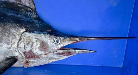 Sailfish jumps out of water and pierces Florida woman's waist