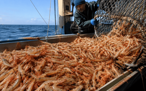 Northern Prawn Fishery Sees Early End to Banana Prawn Season After Strong Harvest