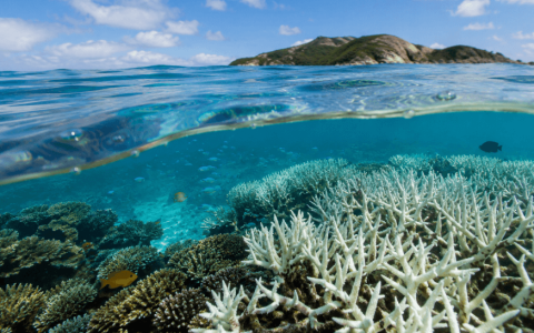 AIMS Uncovers Hidden Microbial World Beneath the Great Barrier Reef
