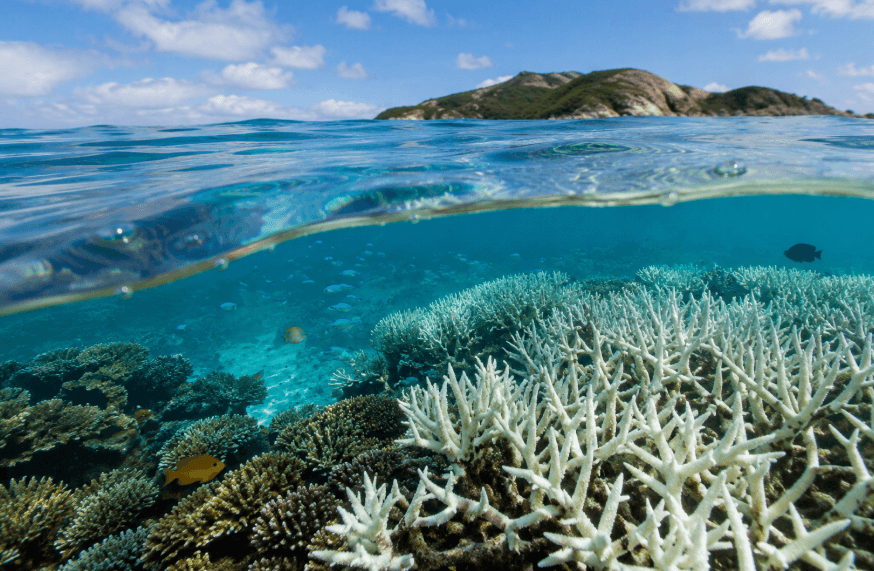 AIMS Uncovers Hidden Microbial World Beneath the Great Barrier Reef
