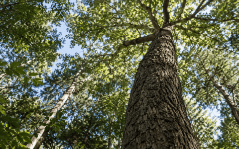 Trees Use a ‘Muscle’ to Correct Their Posture, Scientists Find